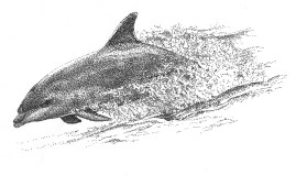dolphin-2