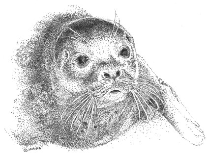seal-2