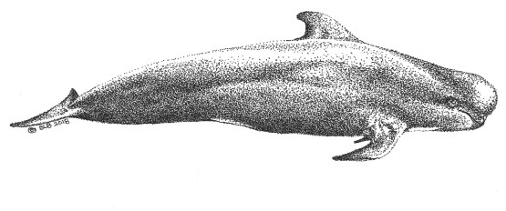 whale-2