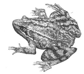 frog-2